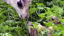 little cuties
