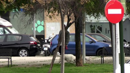 El plan en solitario de David Rodríguez en Córdoba: ¿dónde está Anabel Pantoja?