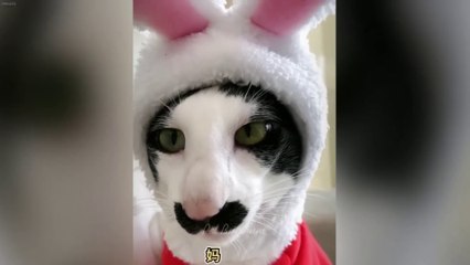 Laugh and Lose! 😻🐶 Funniest Cats and Dogs 2025 Compilation 😹