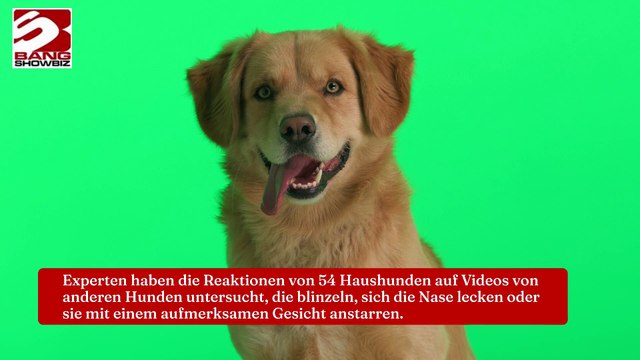 Blinzeln ist wichtig für die Kommunikation von Hunden
