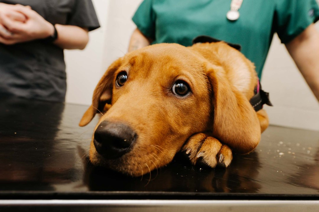 Corn Catastrophe! Puppy Rushed To Surgery After Swallowing Whole Corn on the Cob!