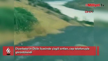 Diyarbakır'da çizgili sırtlan kamerada