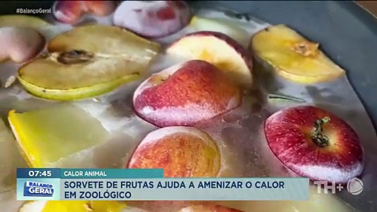 Animais ganham sorvetão de frutas por conta das altas temperaturas