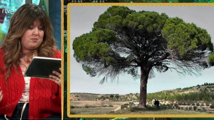 ¿Se convertirá el Pino Juan Molinera en el mejor árbol de Europa?