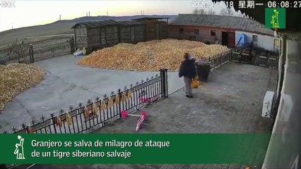 Granjero se salva de milagro de ataque de un tigre siberiano salvaje_1