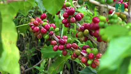 Colombia celebra récord del precio interno del café en medio de máximos internacionales.mp4