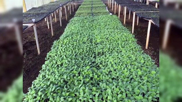 Huertos Escolares: estudiantes siembran hortalizas