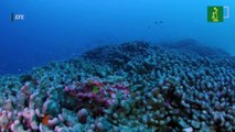 Una expedición científica descubre el coral más grande del mundo en las Islas Salomón