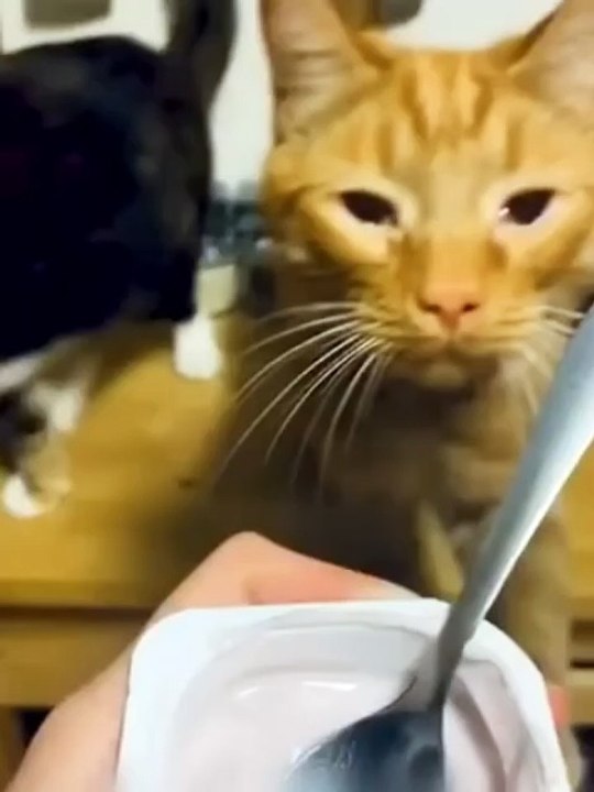 Funniest Cats and Dogs 🐶🐱 | Funny Animal Videos