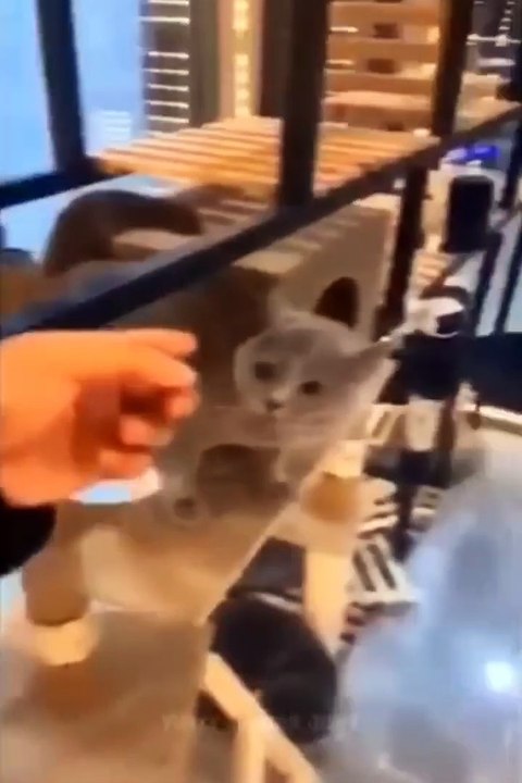 Funniest Cats and Dogs 🐶🐱 | Funny Animal Videos