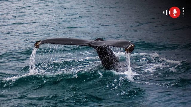 Aplicarán eutanasia a 157 falsas orcas que quedaron varadas en una playa: ¿por qué llegaron ahí?