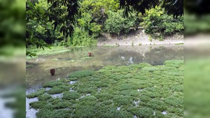Laguna en Las Praderas desata alarmas por olores y mosquitos