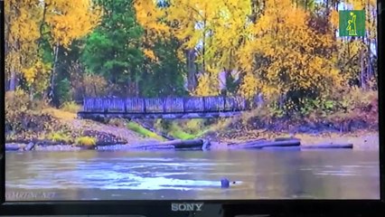 Dos canales de televisión de Afganistán dejan de difundir imágenes de seres vivos