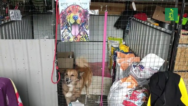 Un refugio en Leópolis acoge a los animales rescatados del frente ucraniano