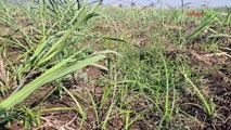 Sugarcane : ऊस पिकाचे पाणी व्यवस्थापन कसे करावे? जाणून घ्या A टू Z माहिती