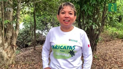 Las tortugas taricayas en libertad son símbolo de conservación y educación en la Amazonía de Perú
