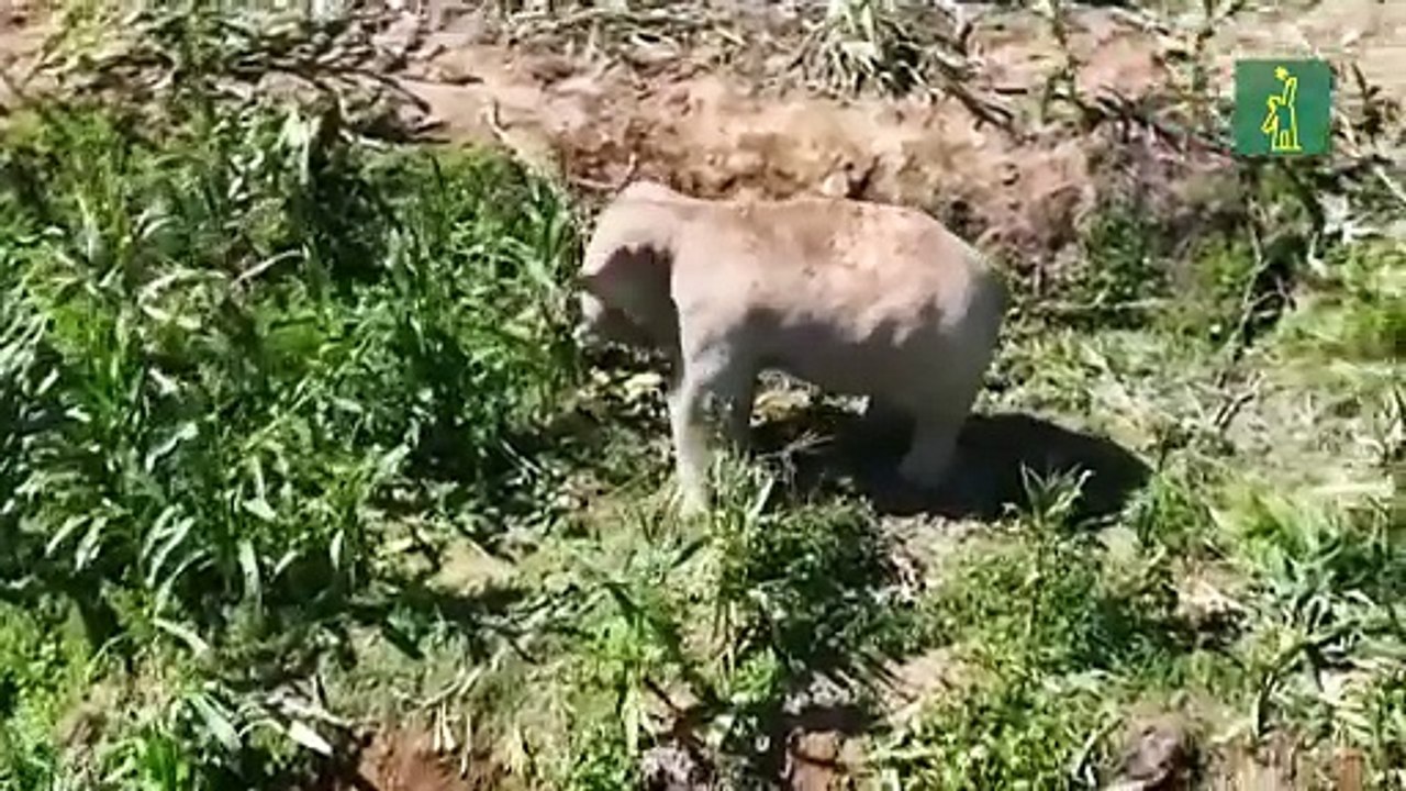 Unos elefantes ayudan a la Policía a detectar inmigrantes ilegales en China