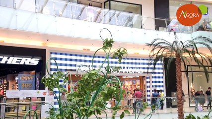 ¡Es hoy! Ya se inicia el Árbol de la Esperanza