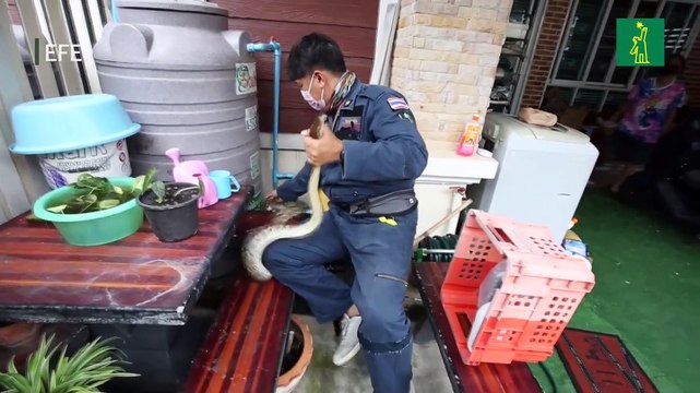 Cazadores de serpientes en Bangkok: Una llamada de socorro cada 15 minutos