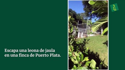 Escapa una leona de jaula en una finca de Puerto Plata