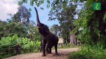 Elefantes en libertad, un proyecto para acabar con el abuso animal del turismo en Vietnam