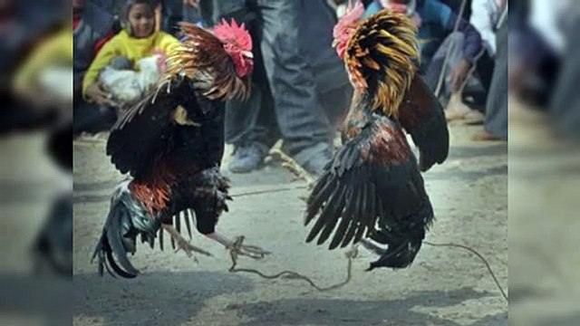 Policía apresa a tres hombres por robo de gallos