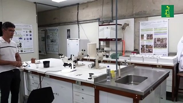 Investigadores de Brasil usan a los mosquitos para combatir la propagación del dengue