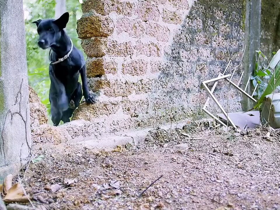 Beautiful video clip