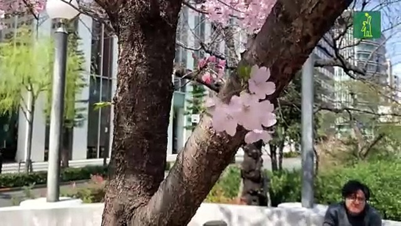 Los cerezos florecen cada vez más pronto en Japón por culpa del cambio climático