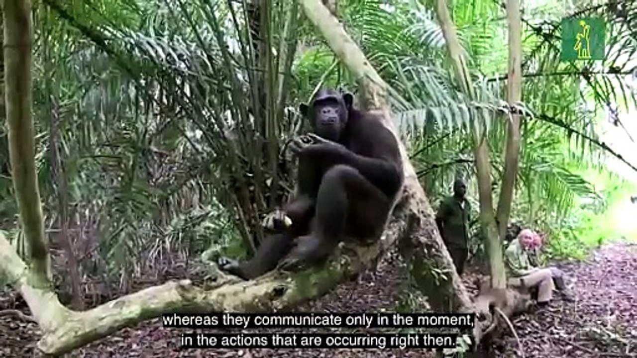 El mascotismo y la deforestación, amenazas para los chimpancés en Congo