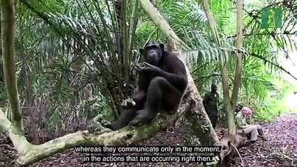 El mascotismo y la deforestación, amenazas para los chimpancés en Congo