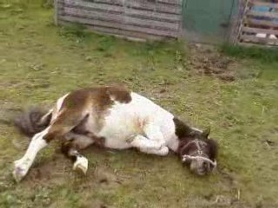 Mon poney se roule