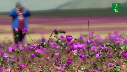 Inusuales lluvias hacen florecer el árido desierto de Atacama en Chile