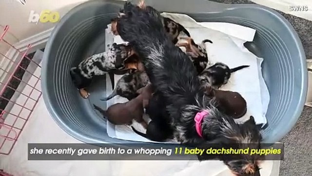 11 Puppies?! This Weiner Dog is a Proud Mama of Almost a Dozen Little Pups