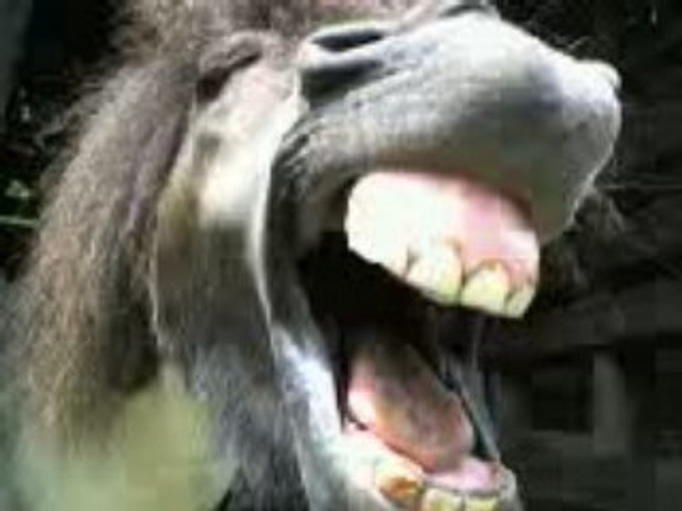Mon poney baille 2