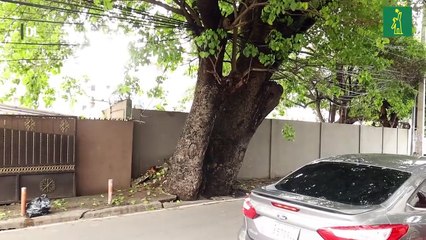 Árboles inclinados, una amenaza a transeúntes y conductores en Santo Domingo