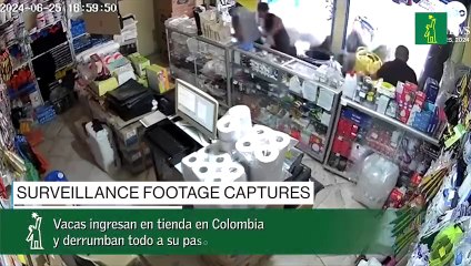 Vacas Ingresan En Tienda En Colombia Y Derrumban Todo A Su Paso