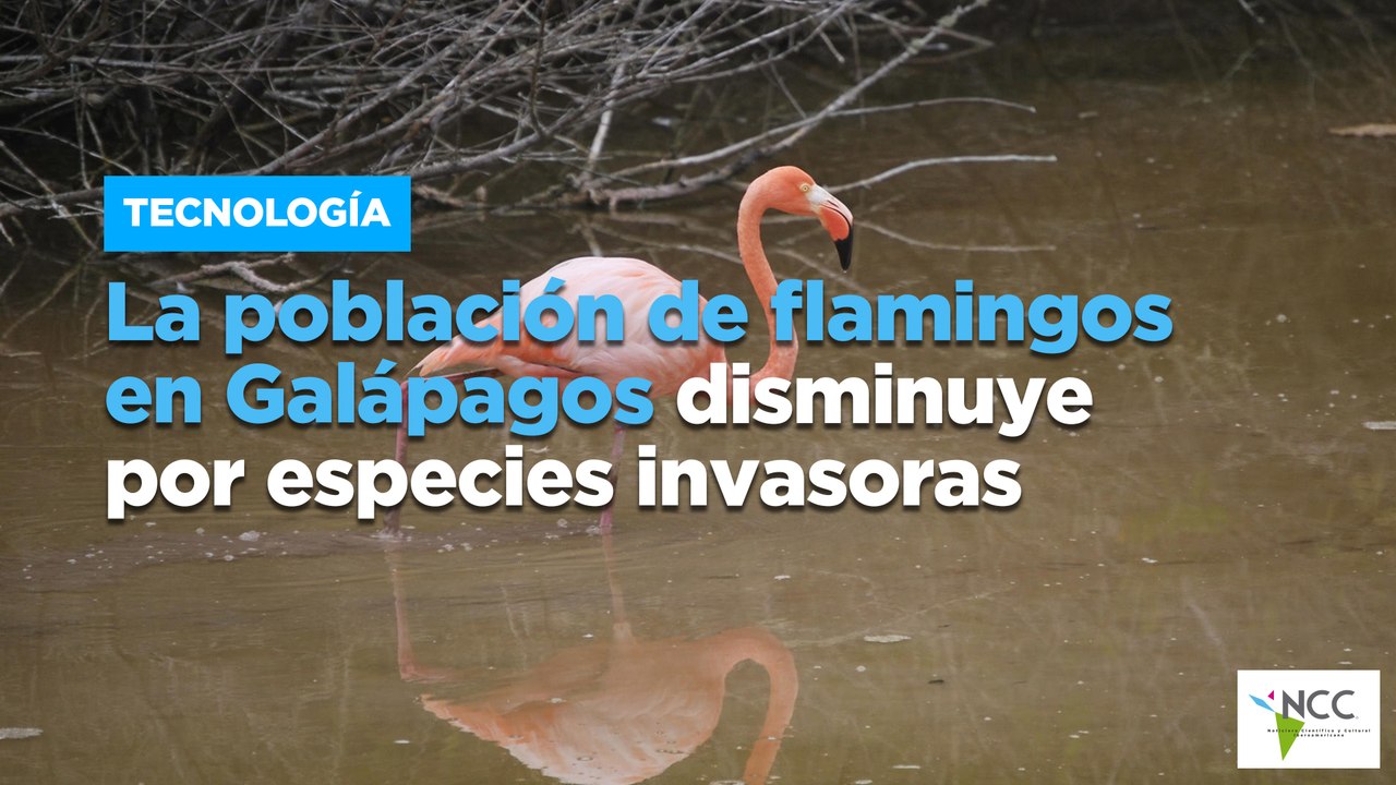 La población de flamingos en Galápagos disminuye por especies invasoras