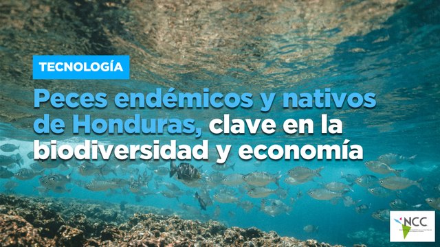 Peces endémicos y nativos de Honduras, clave en la biodiversidad y economía