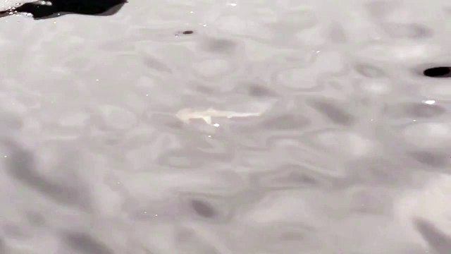 Hallan por primera vez una posible guardería de tiburones martillo liso en las Galápagos