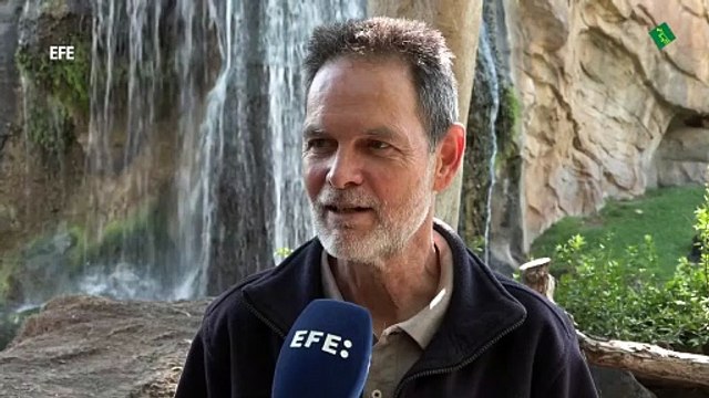 El peculiar duelo de una chimpancé que no quiere desprenderse de su cría muerta en Bioparc Valencia