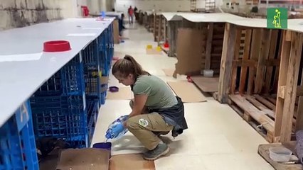 Un antiguo hipermercado se convierte en refugio de mascotas rescatadas en el sur de Brasil