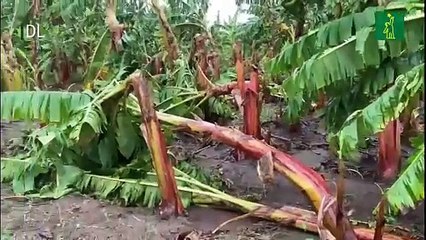 Más de dos mil tareas de tierra de diversos productos agropecuarios afectadas por ventarrón en Montecristi