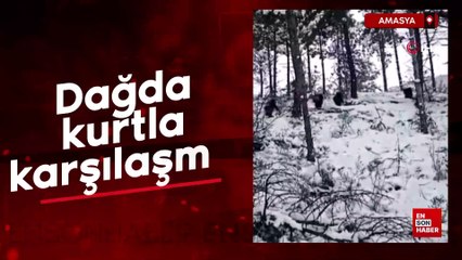 Amasya'da dağda gezinti yaparken önlerine kurt çıktı