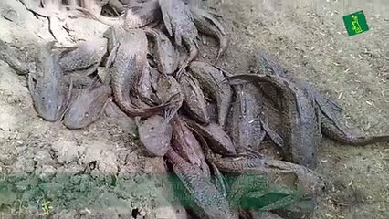 Denuncian pez gato "extermina" camarones y otras especies en Laguna Saladilla
