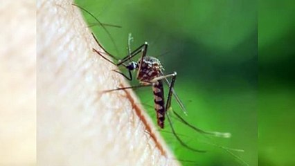 Cuba confirma la presencia del virus de Oropouche en 15 provincias