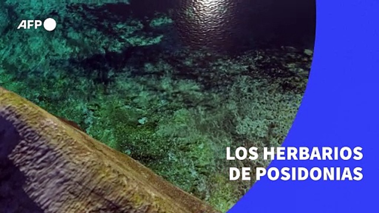 Los herbarios de posidonia