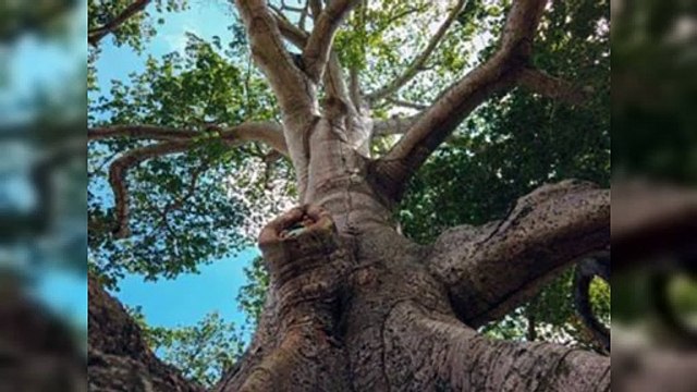 Día Mundial del Árbol: importancia y conservación