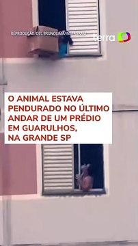 Mulher salva cachorro de queda de prédio em São Paulo #shorts