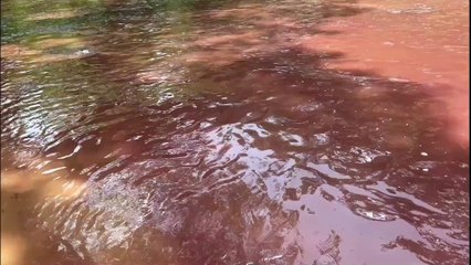 Denuncian contaminación de un río en Moca